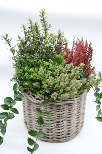 Sammenplantning Høst